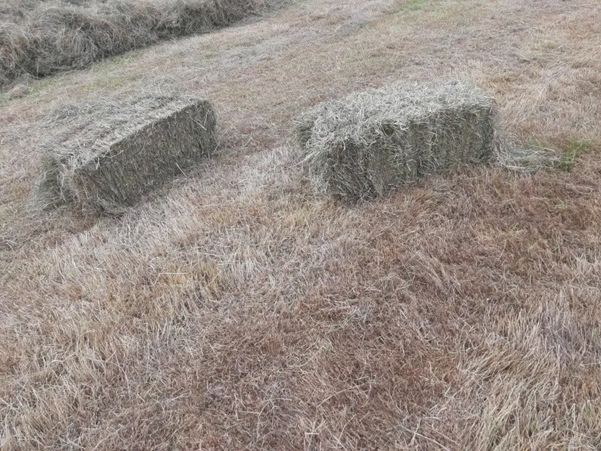 Square Bales of Hay - Image 1