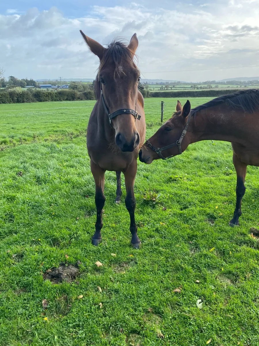 Yearling Filly - Image 3