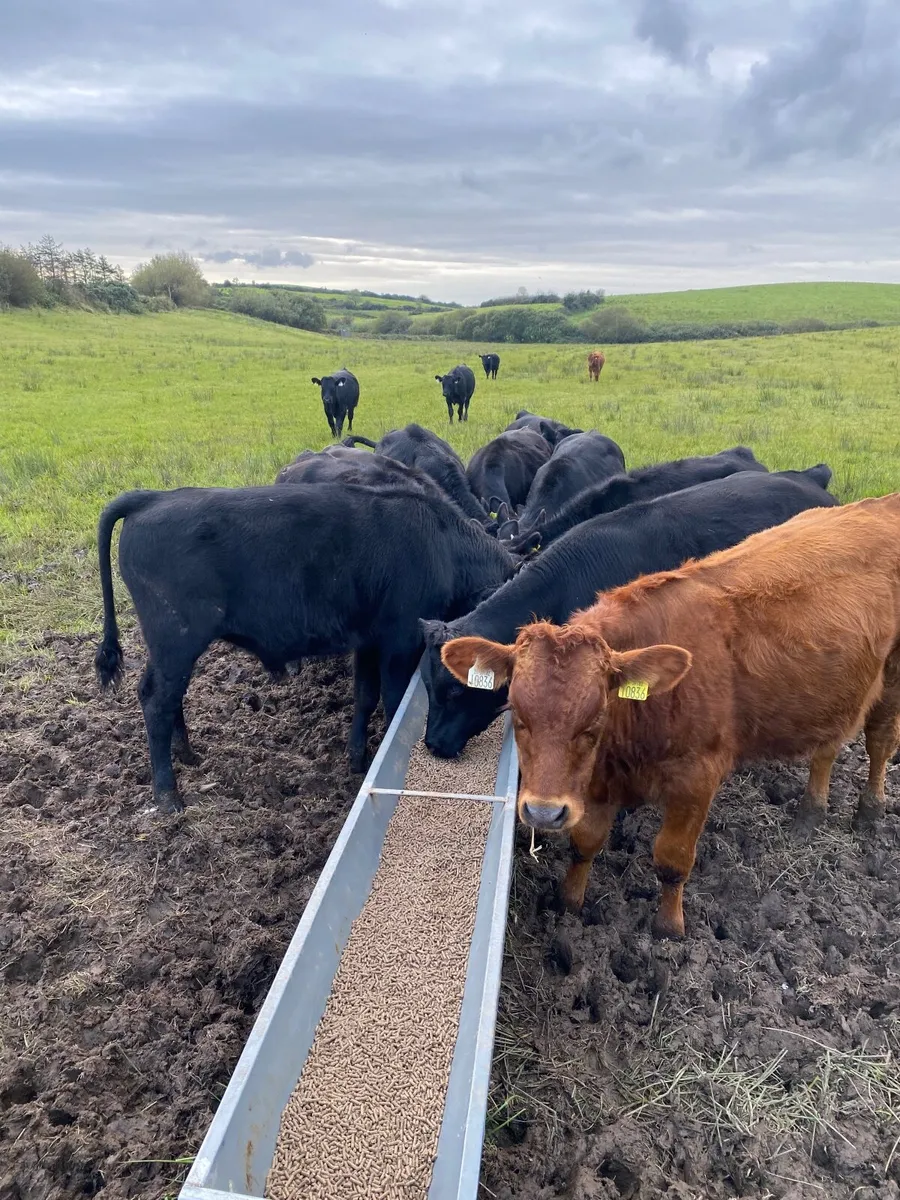 14 Limousin weanlings - Image 2