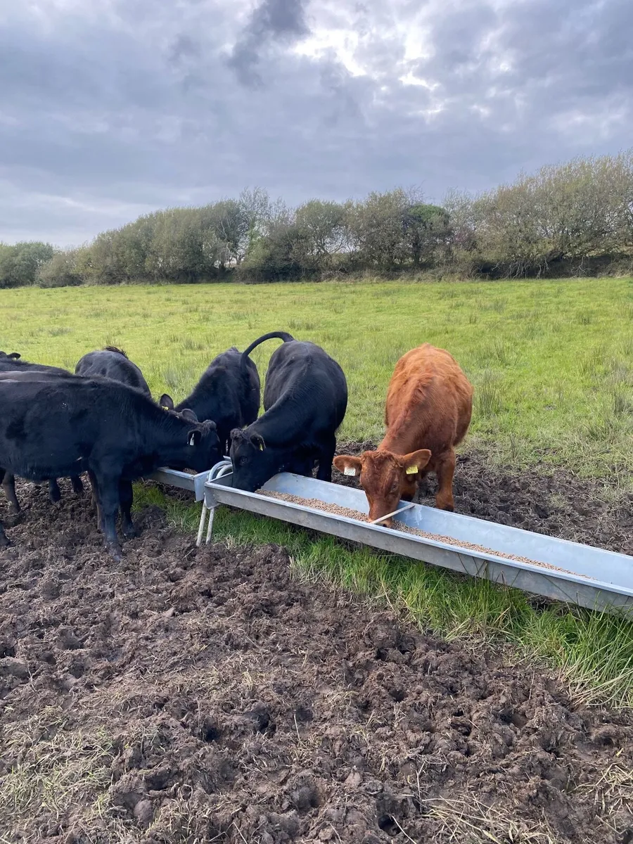 14 Limousin weanlings - Image 3
