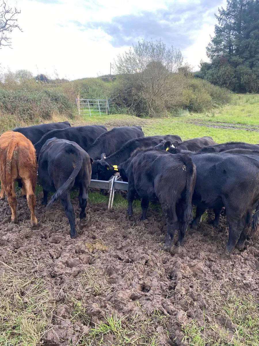 14 Limousin weanlings - Image 4