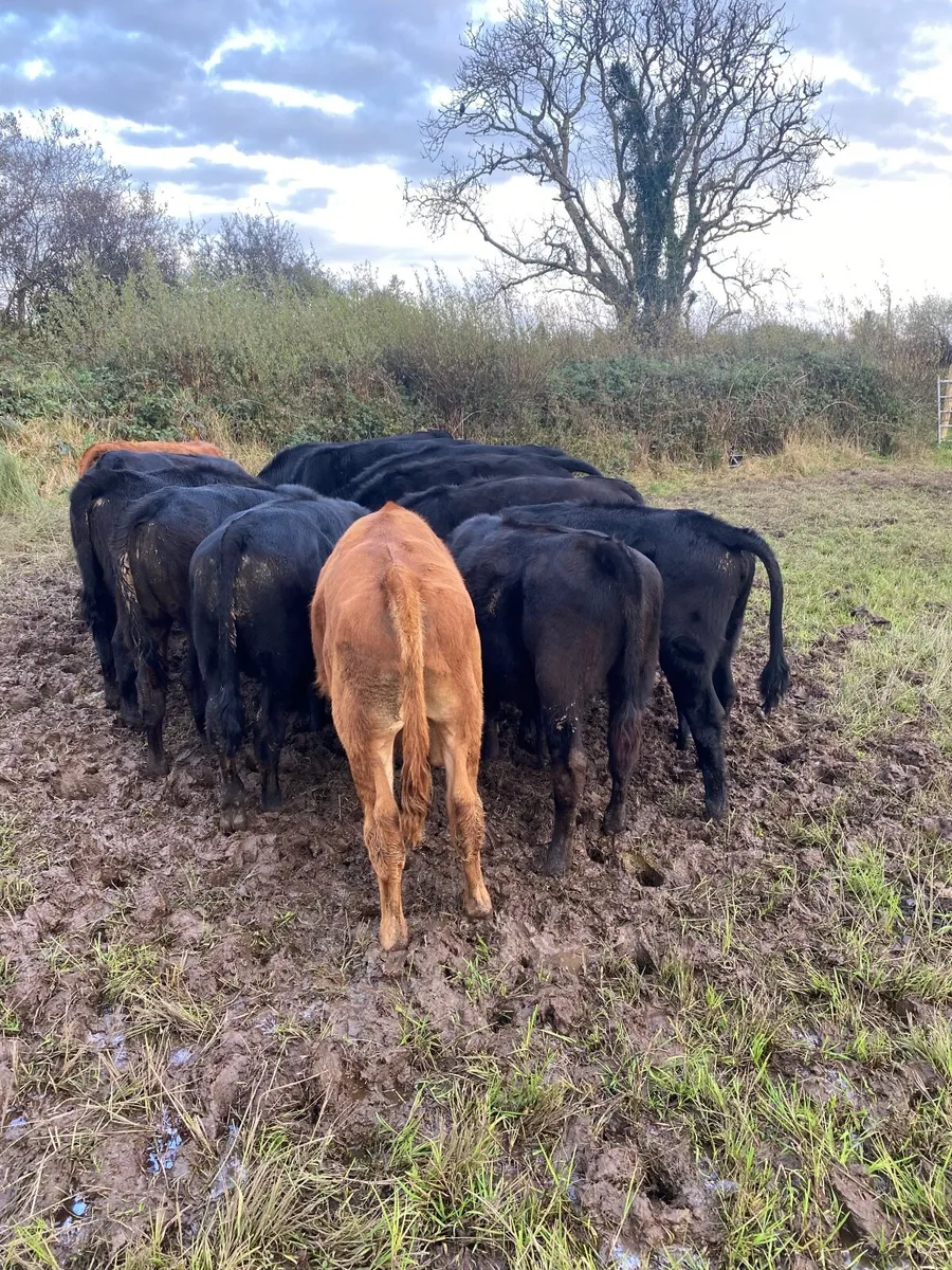 14 Limousin weanlings - Image 1