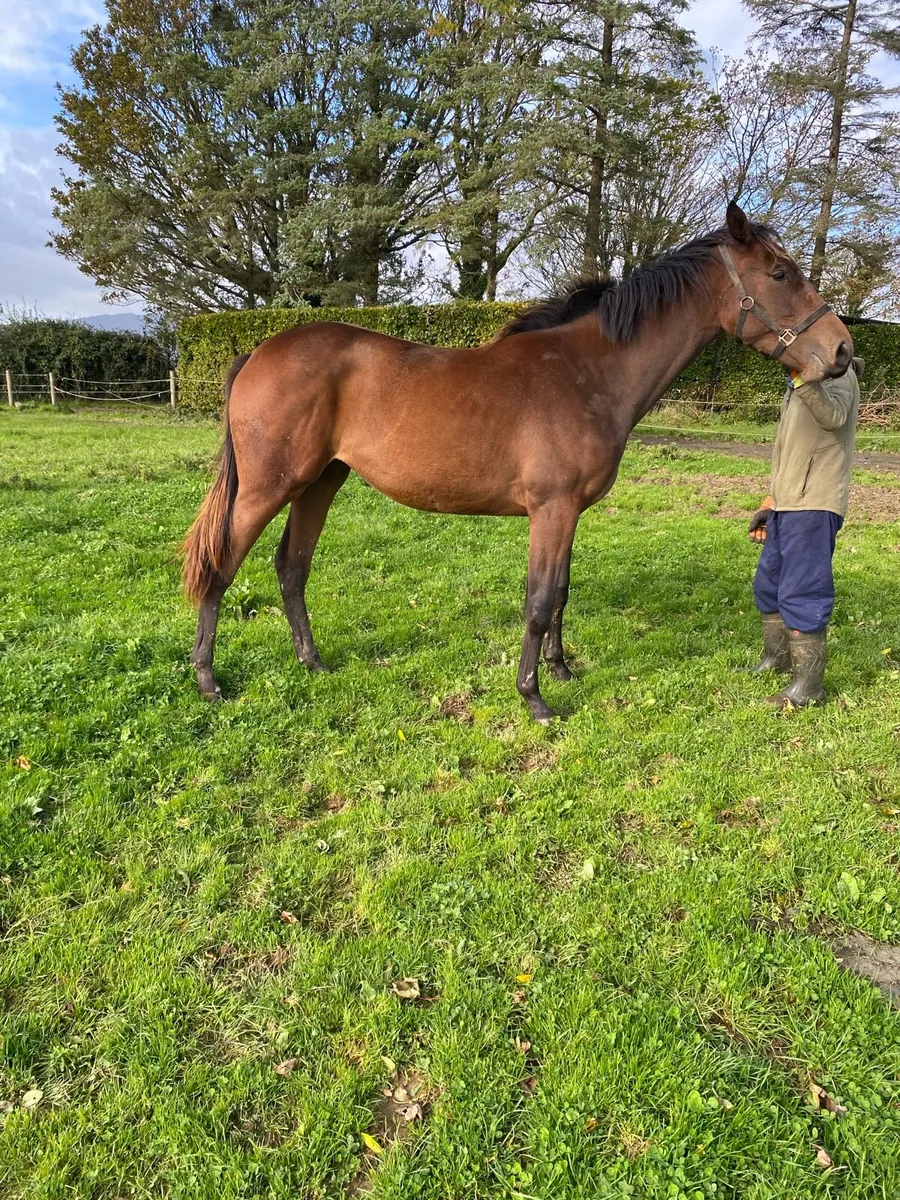 Yearling Filly - Image 2