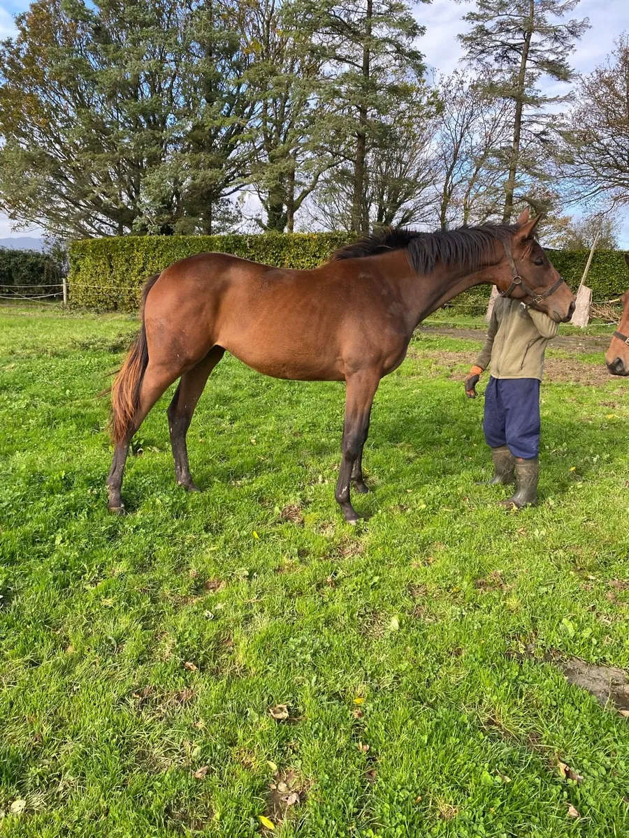 Yearling Filly - Image 1