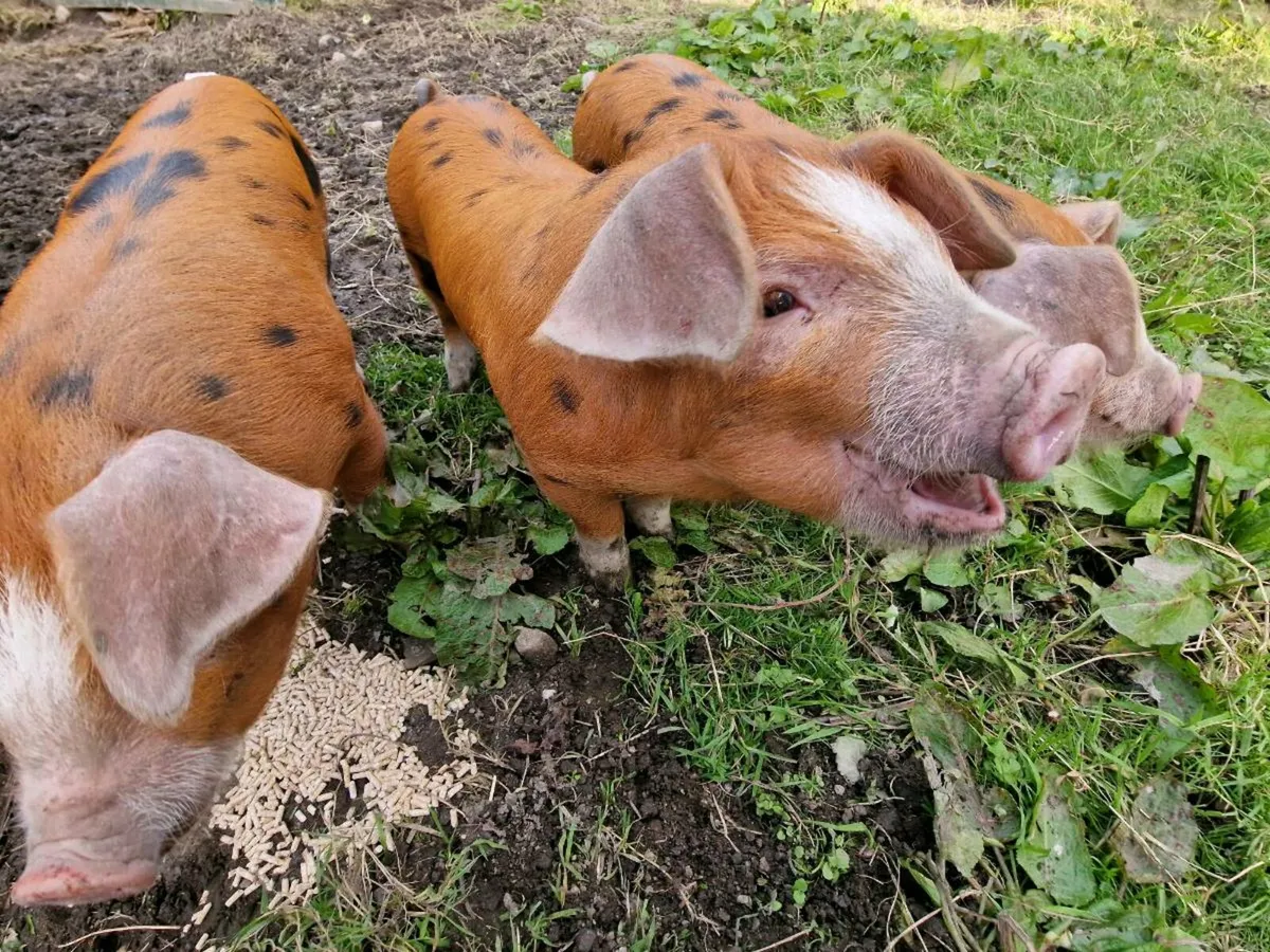 Piglets- OSB/Duroc - Image 1