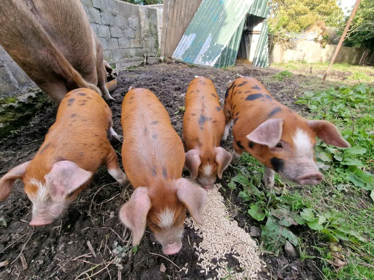 Piglets- OSB/Duroc - Image 2
