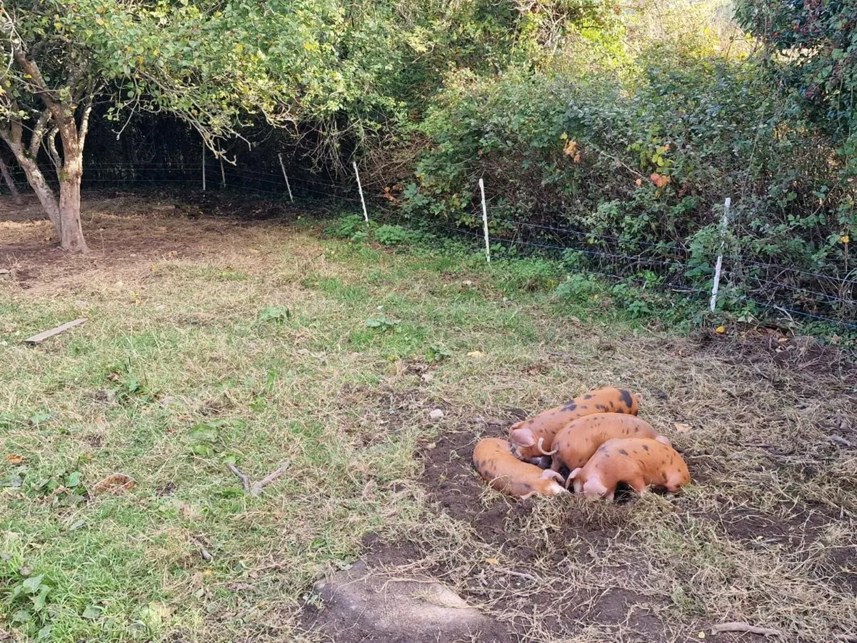 Piglets- OSB/Duroc - Image 3