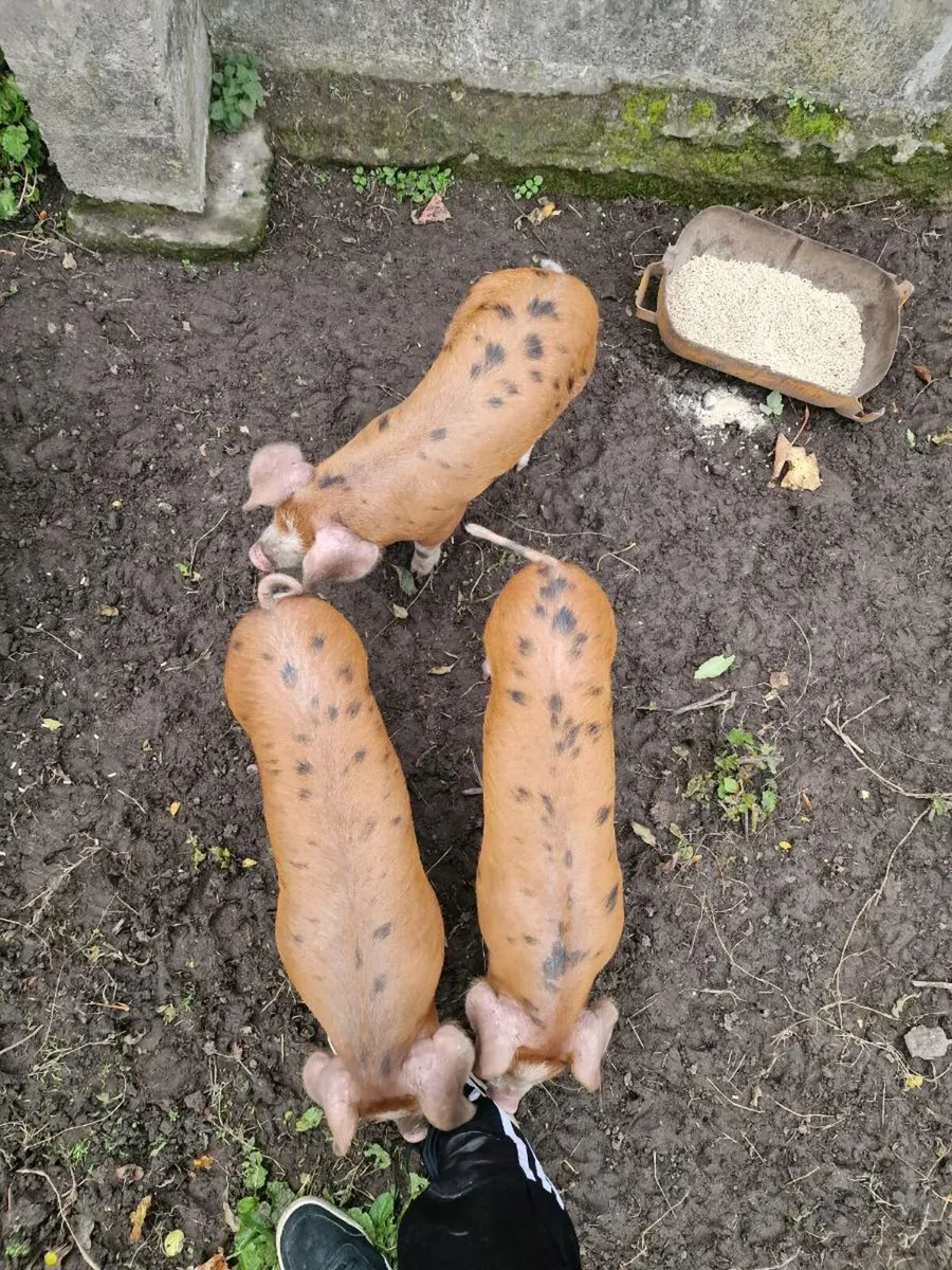 Piglets- OSB/Duroc - Image 4