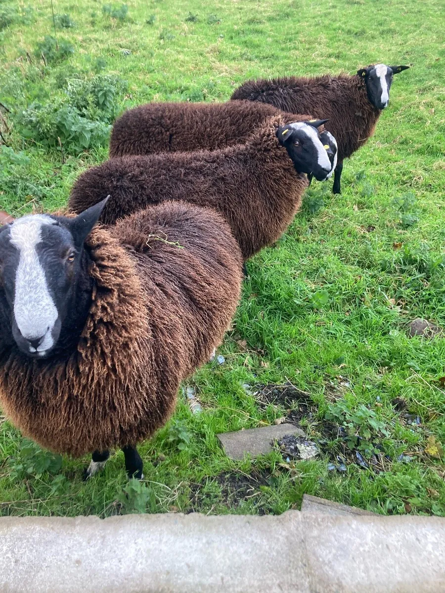 Zwartbles sheep - Image 1