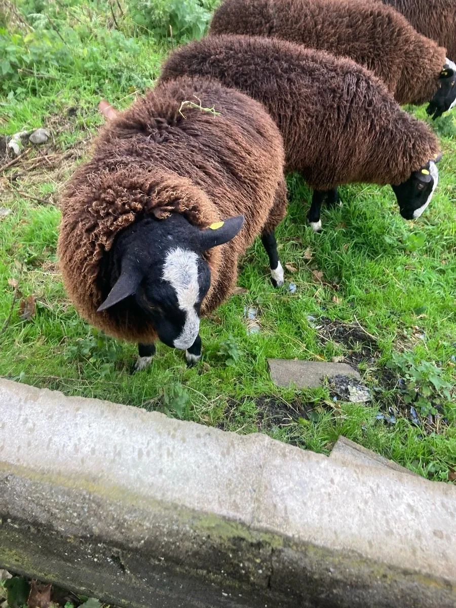 Zwartbles sheep - Image 2