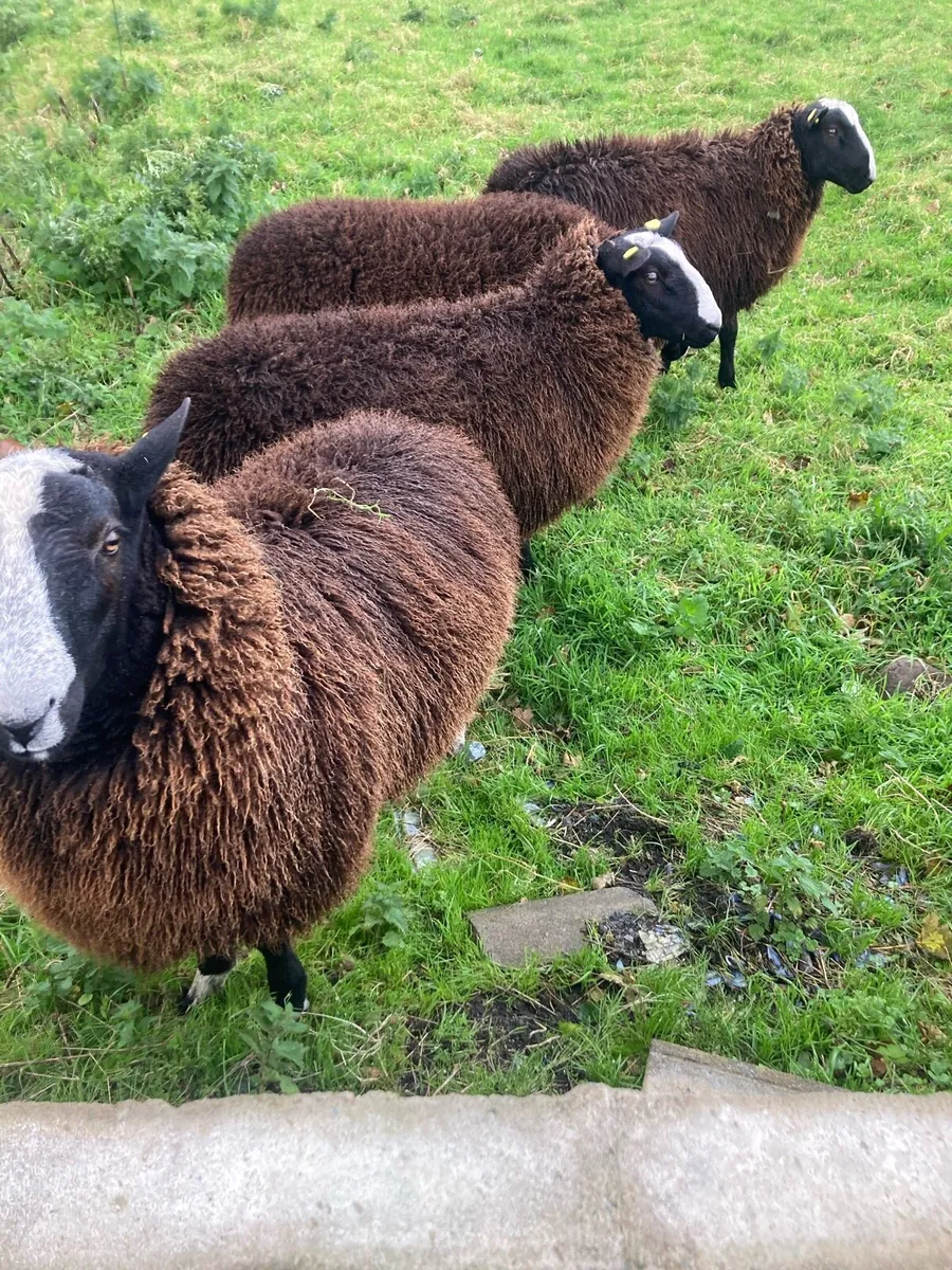 Zwartbles sheep - Image 3