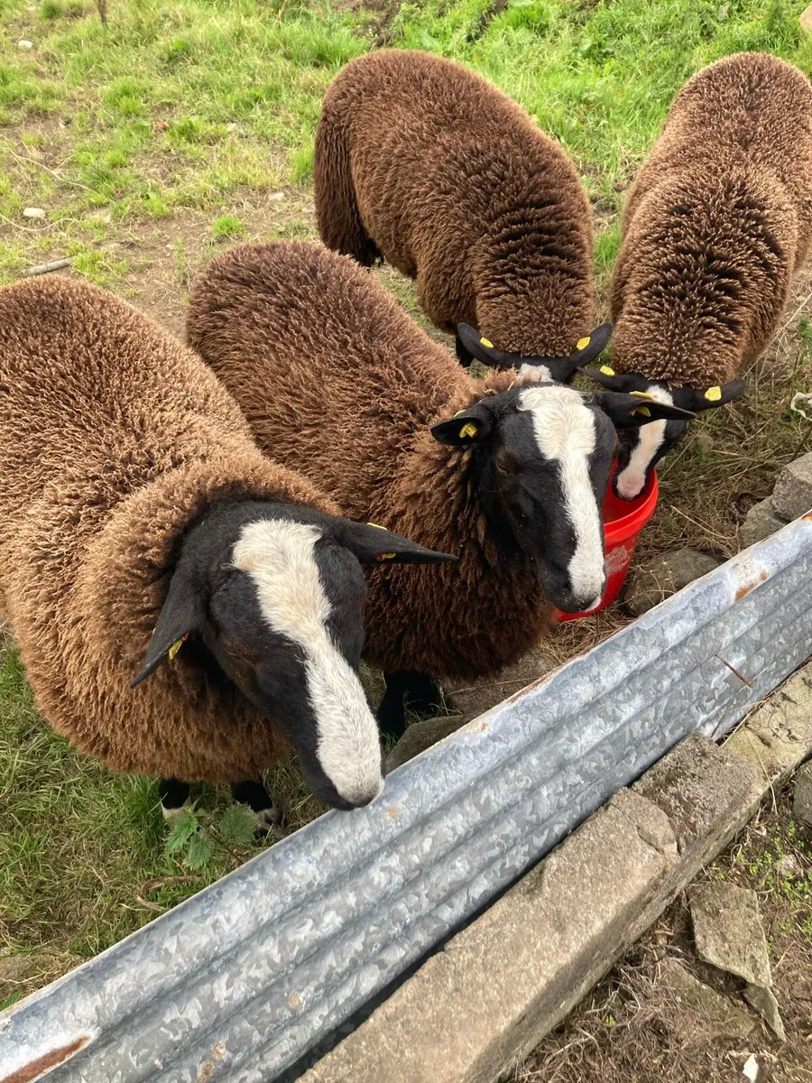 Zwartbles sheep - Image 4
