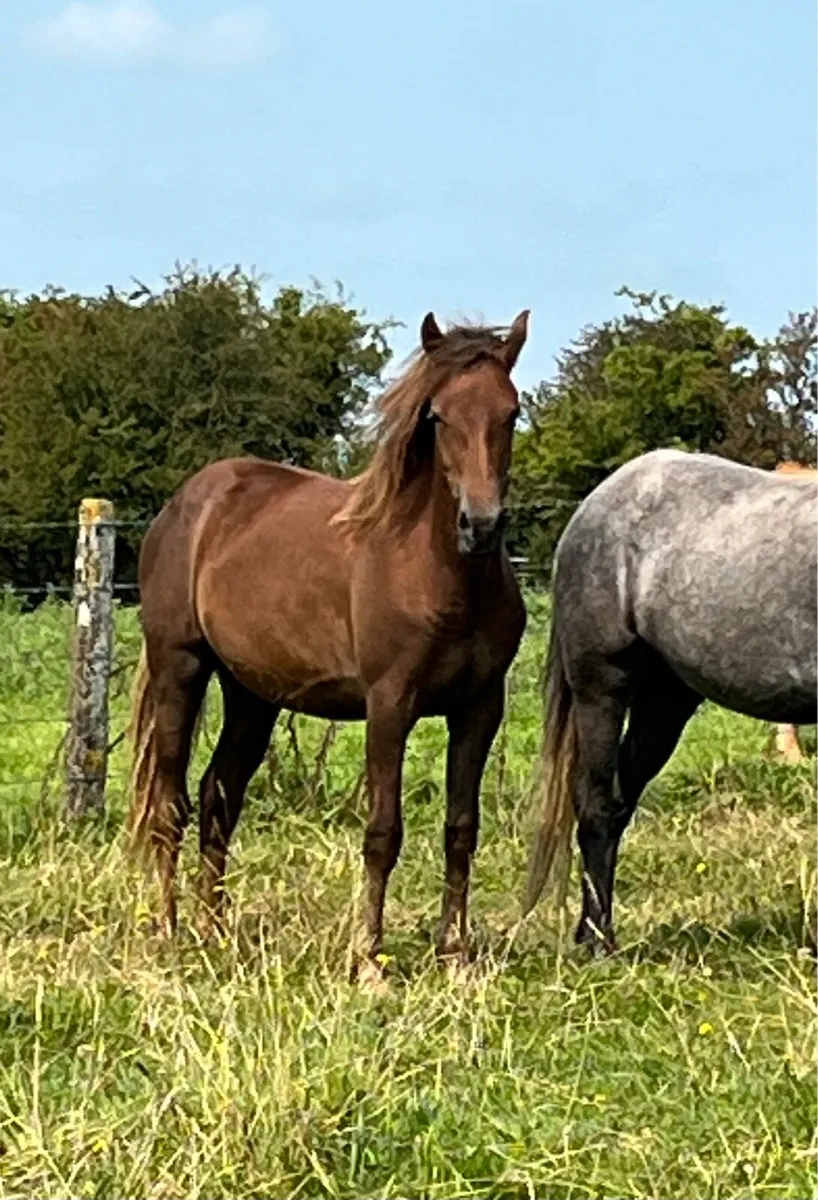 Connemara Cross ID & Connemara Cross ISH Yearlings - Image 1