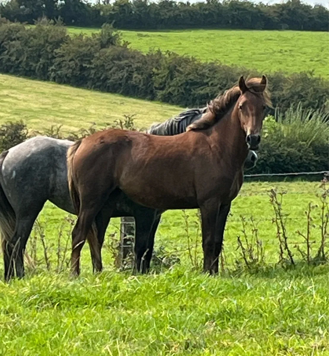Connemara Cross ID & Connemara Cross ISH Yearlings - Image 2