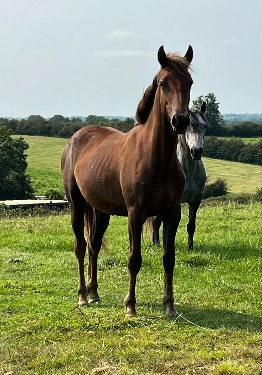 Connemara Cross ID & Connemara Cross ISH Yearlings - Image 3