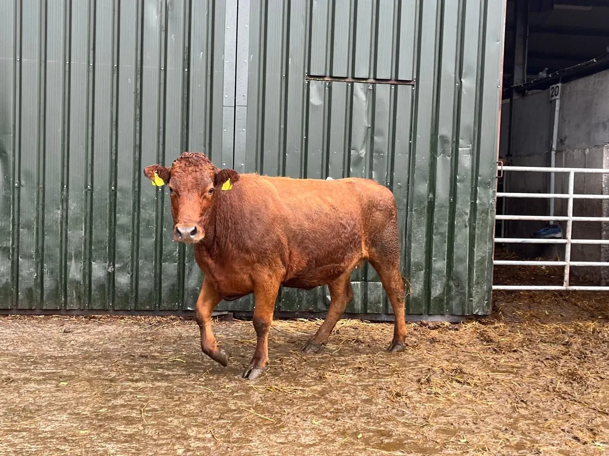 5 star limousin in calf second calver - Image 2