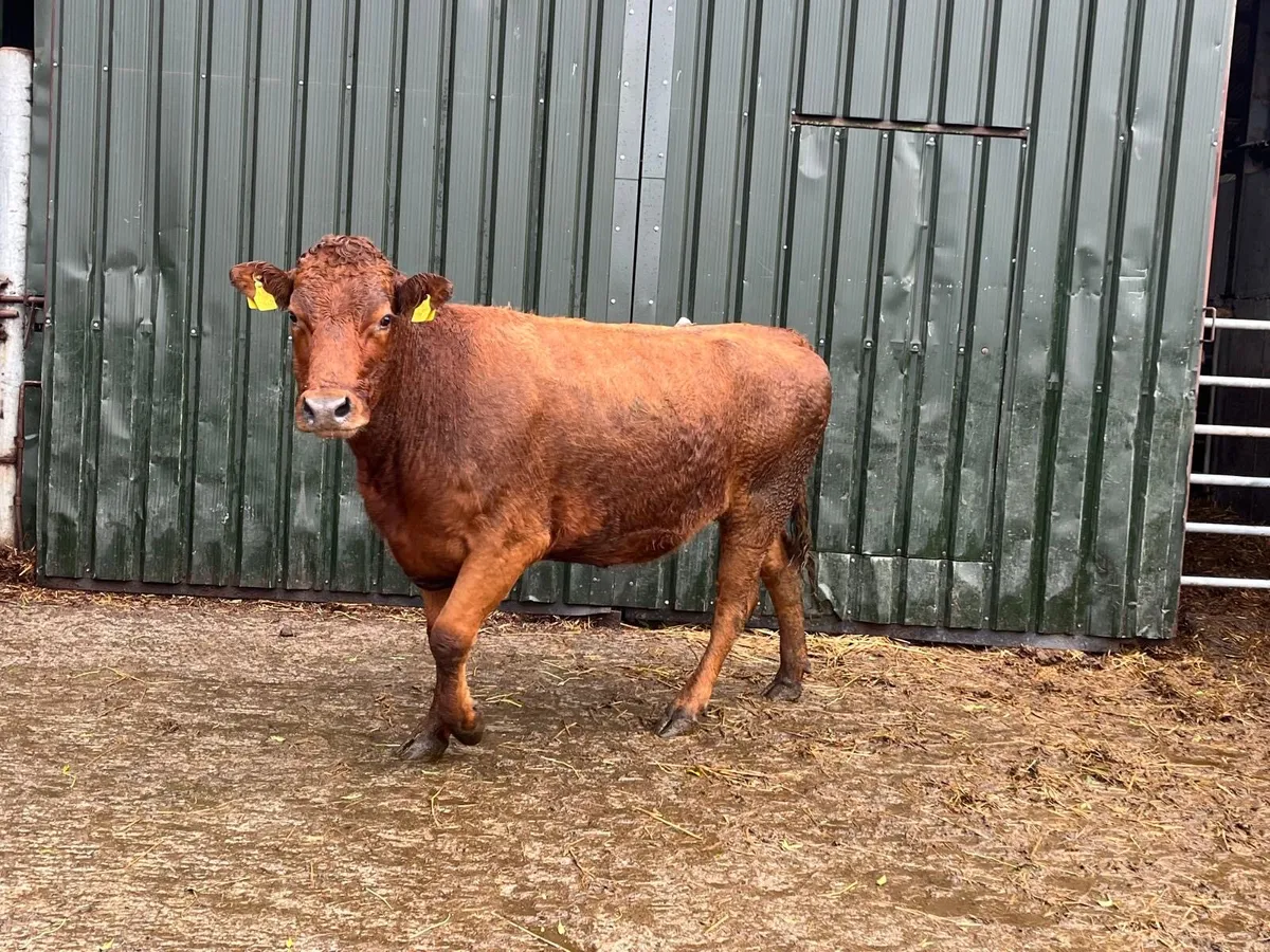 5 star limousin in calf second calver - Image 3