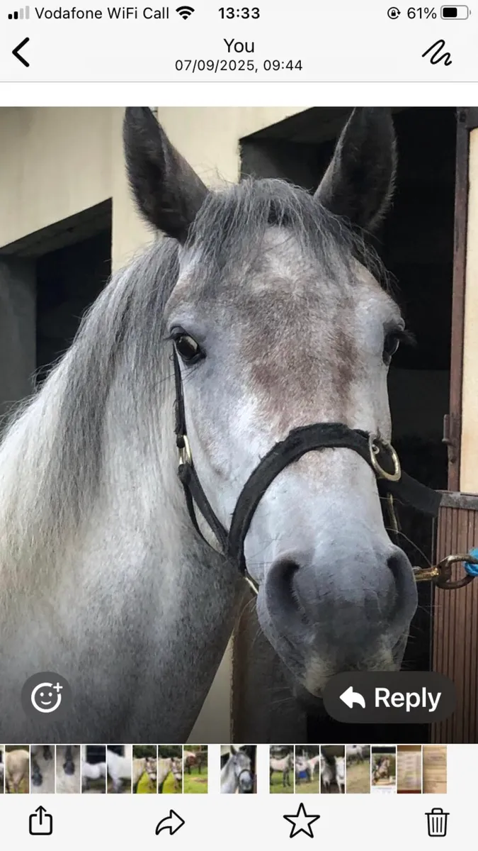 Connemara filly ,3 yr old - Image 1