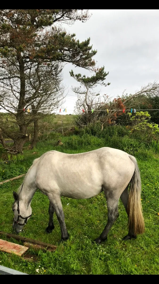 Connemara filly ,3 yr old - Image 2