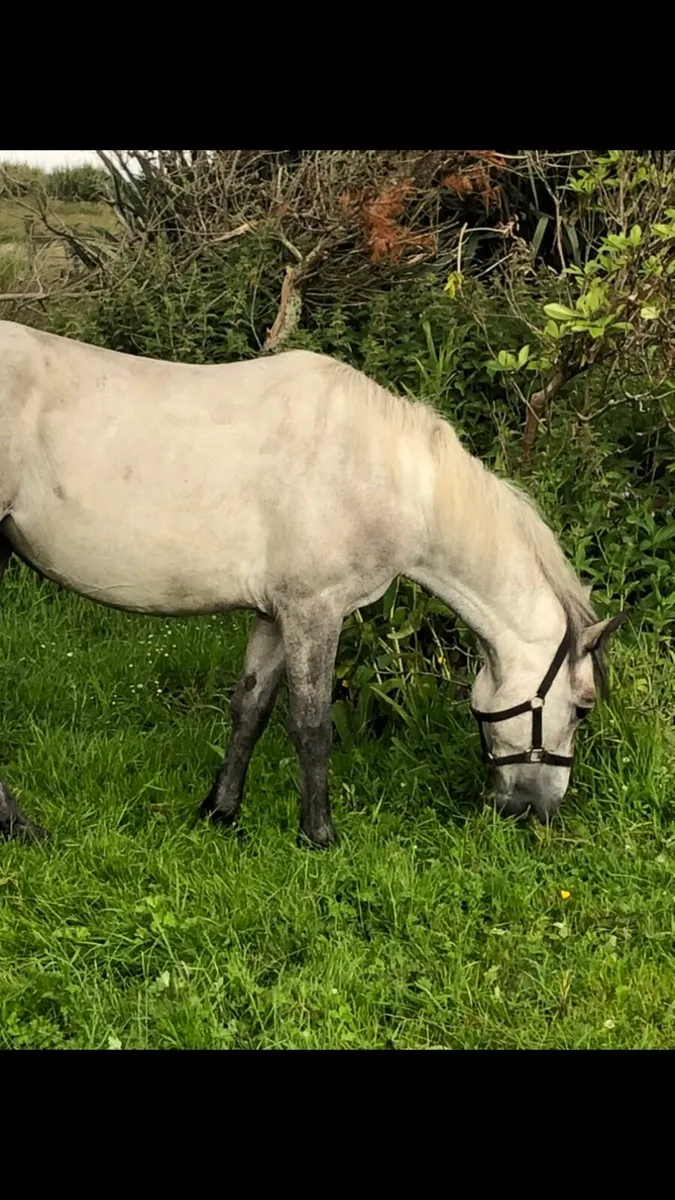 Connemara filly ,3 yr old - Image 3