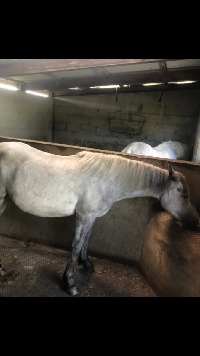 Connemara filly ,3 yr old - Image 4