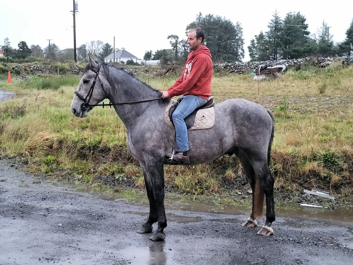 Irish draught gelding - Image 2