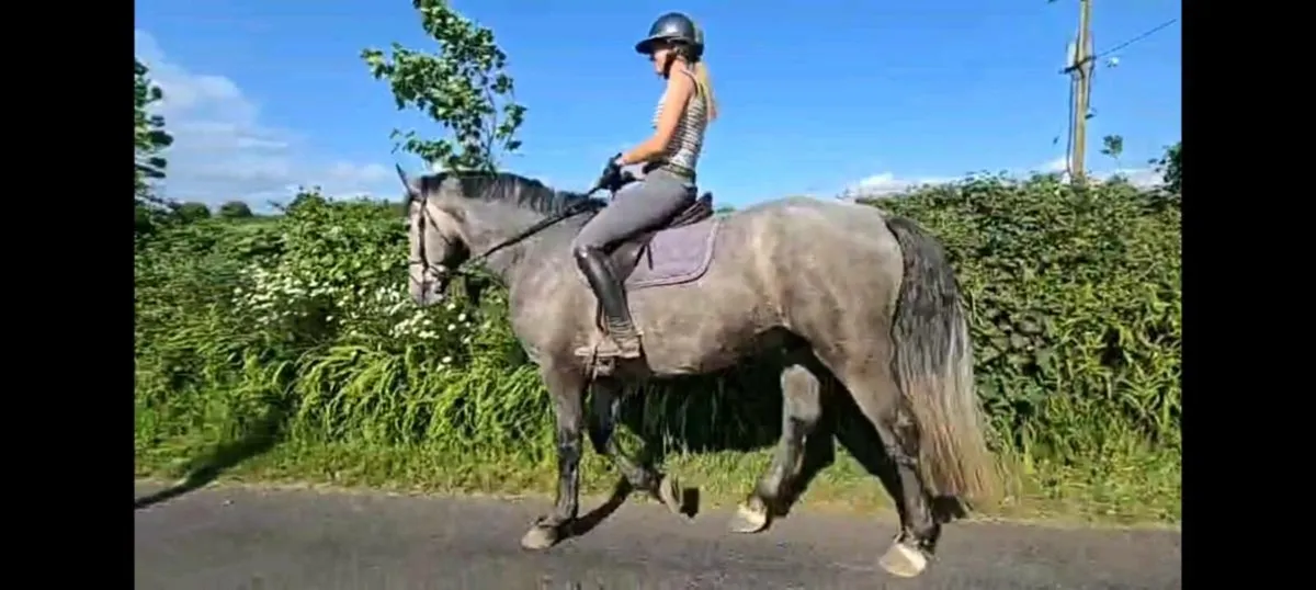 Irish draught gelding - Image 1