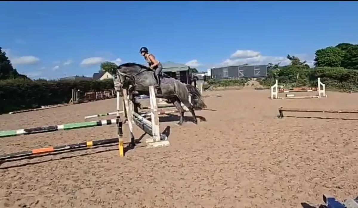 Irish draught gelding - Image 3
