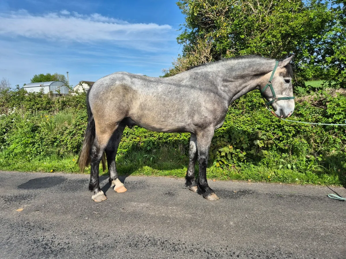 Irish draught gelding - Image 4