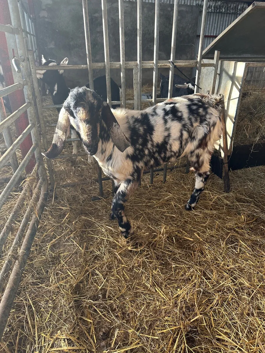 Billy goats - Image 1