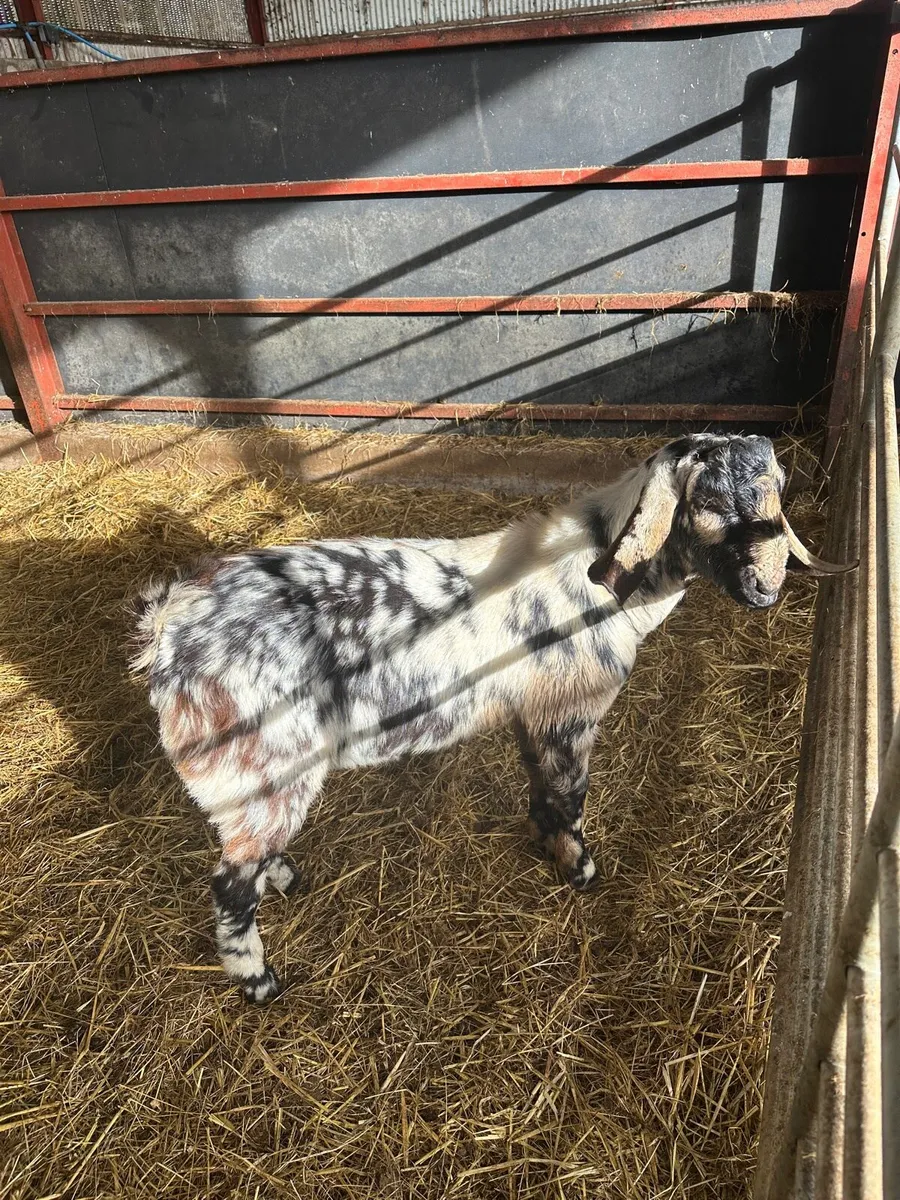 Billy goats - Image 3