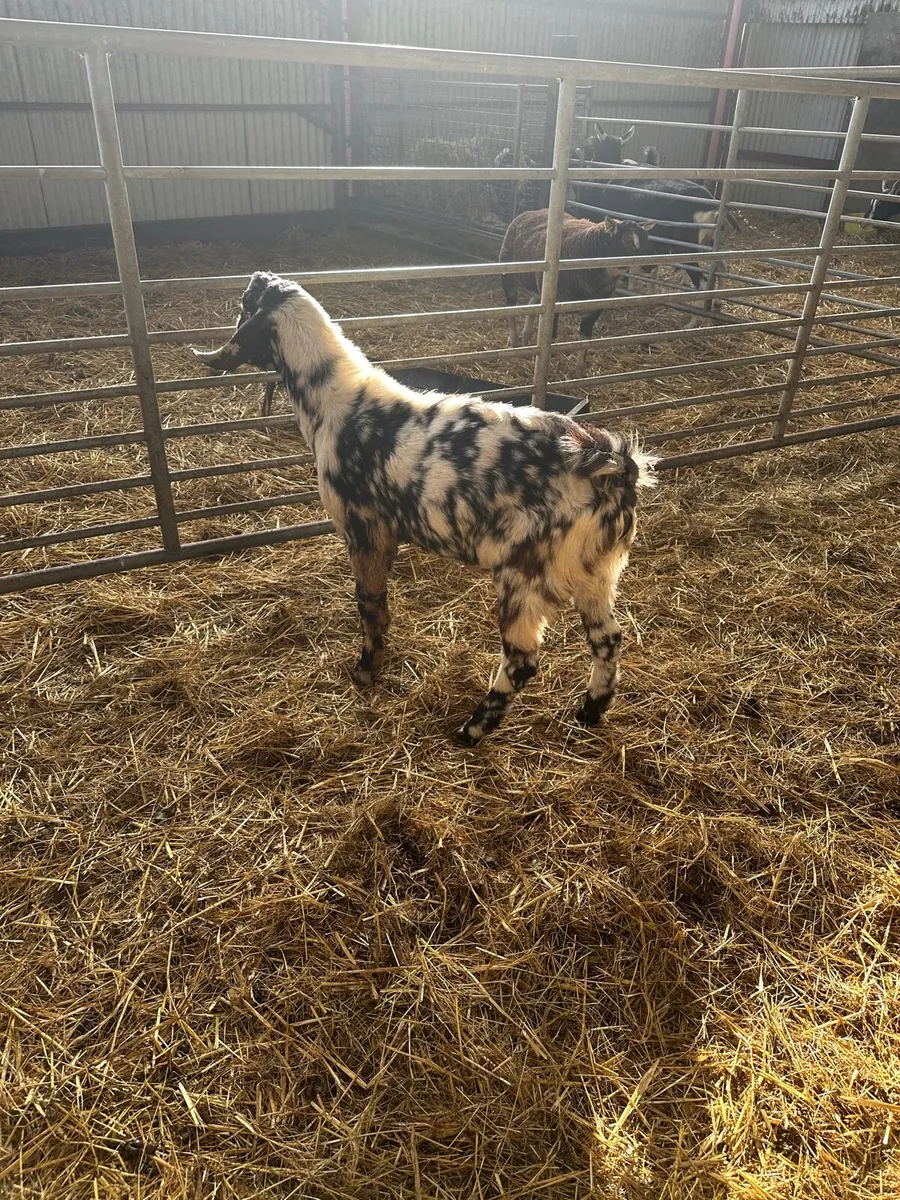 Billy goats - Image 4