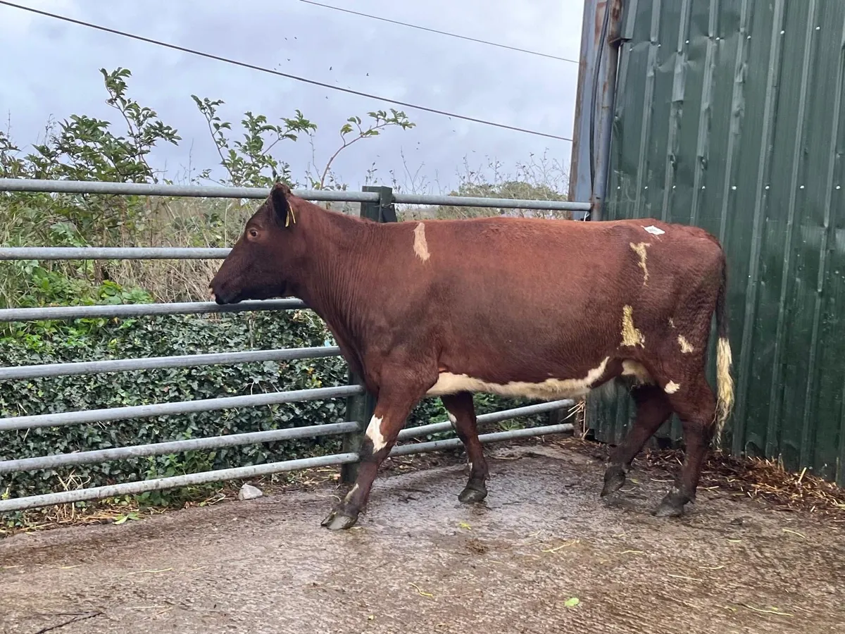 Super shorthorn springer cow - Image 1