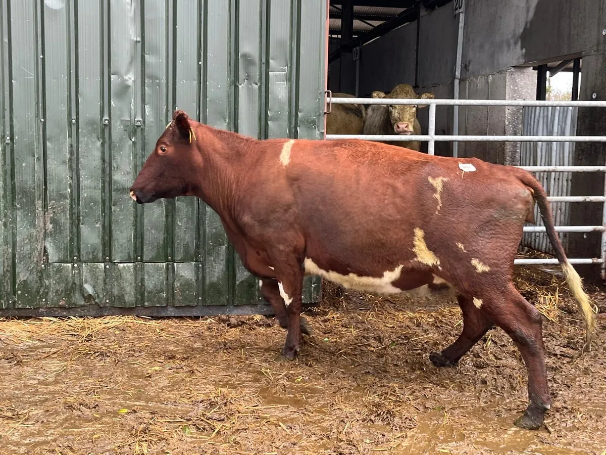 Super shorthorn springer cow - Image 2