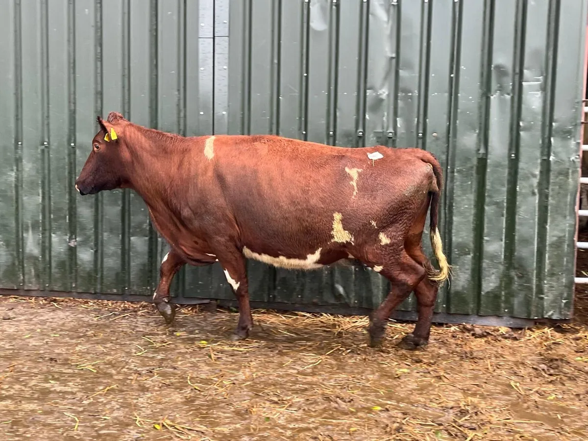 Super shorthorn springer cow - Image 3