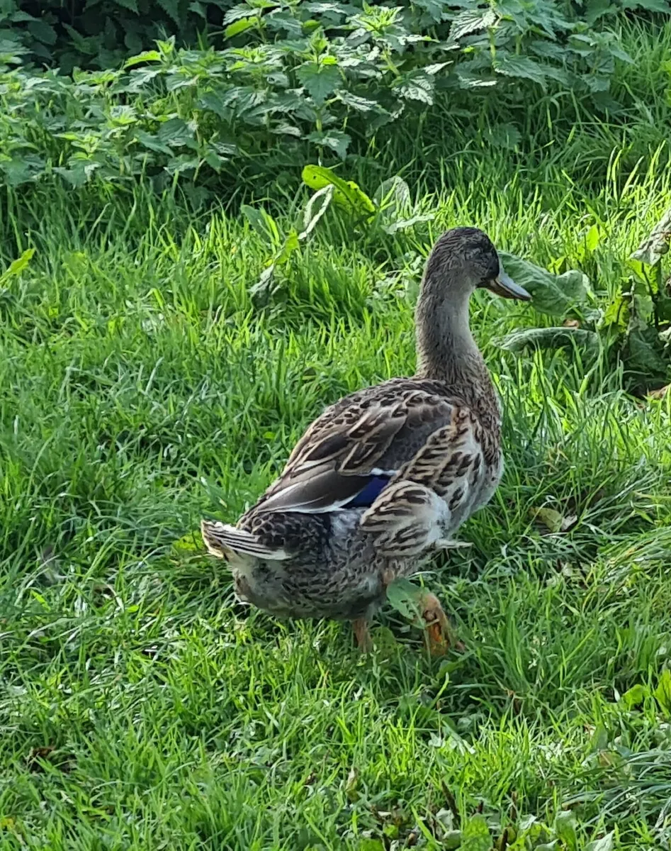 Ducks and drakes - Image 2