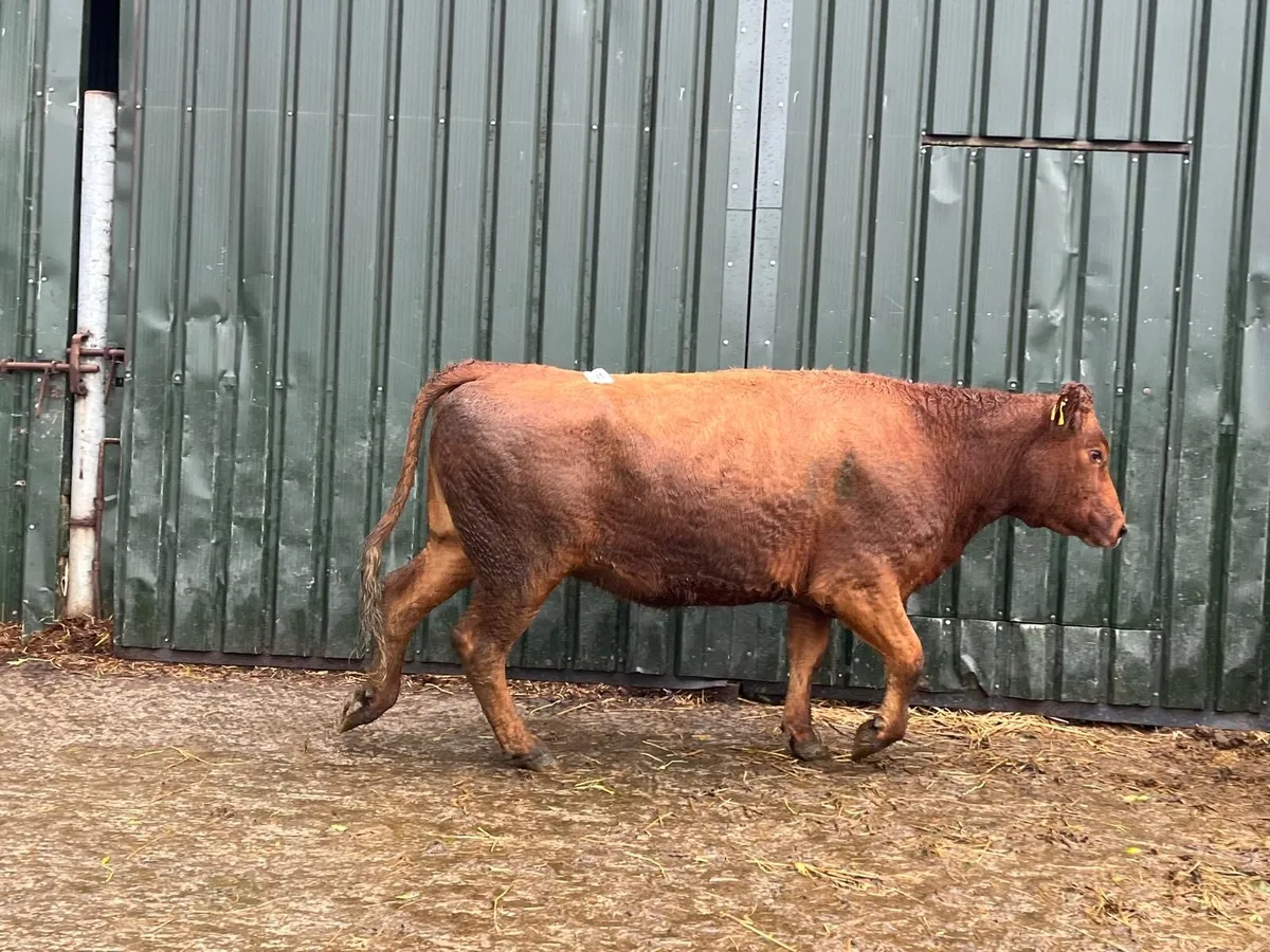 Super shorthorn springer cow - Image 4