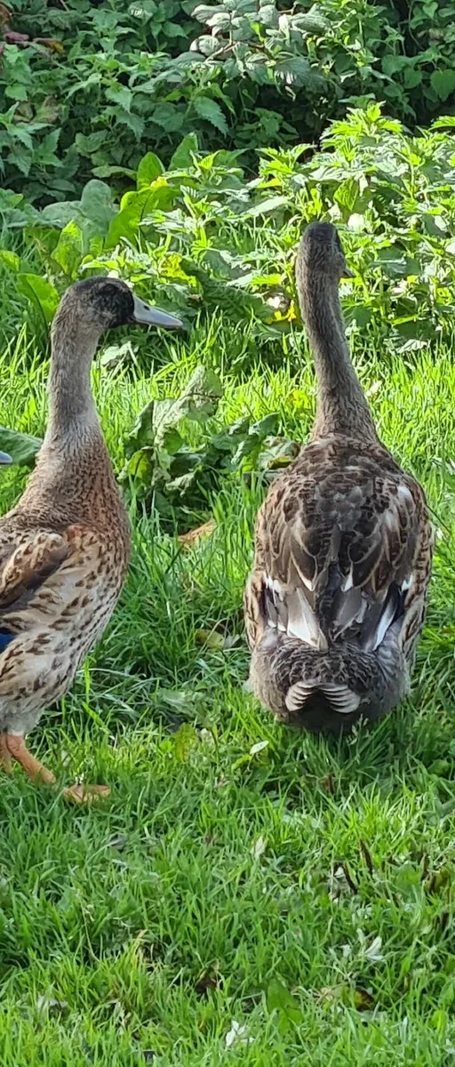 Ducks and drakes - Image 3