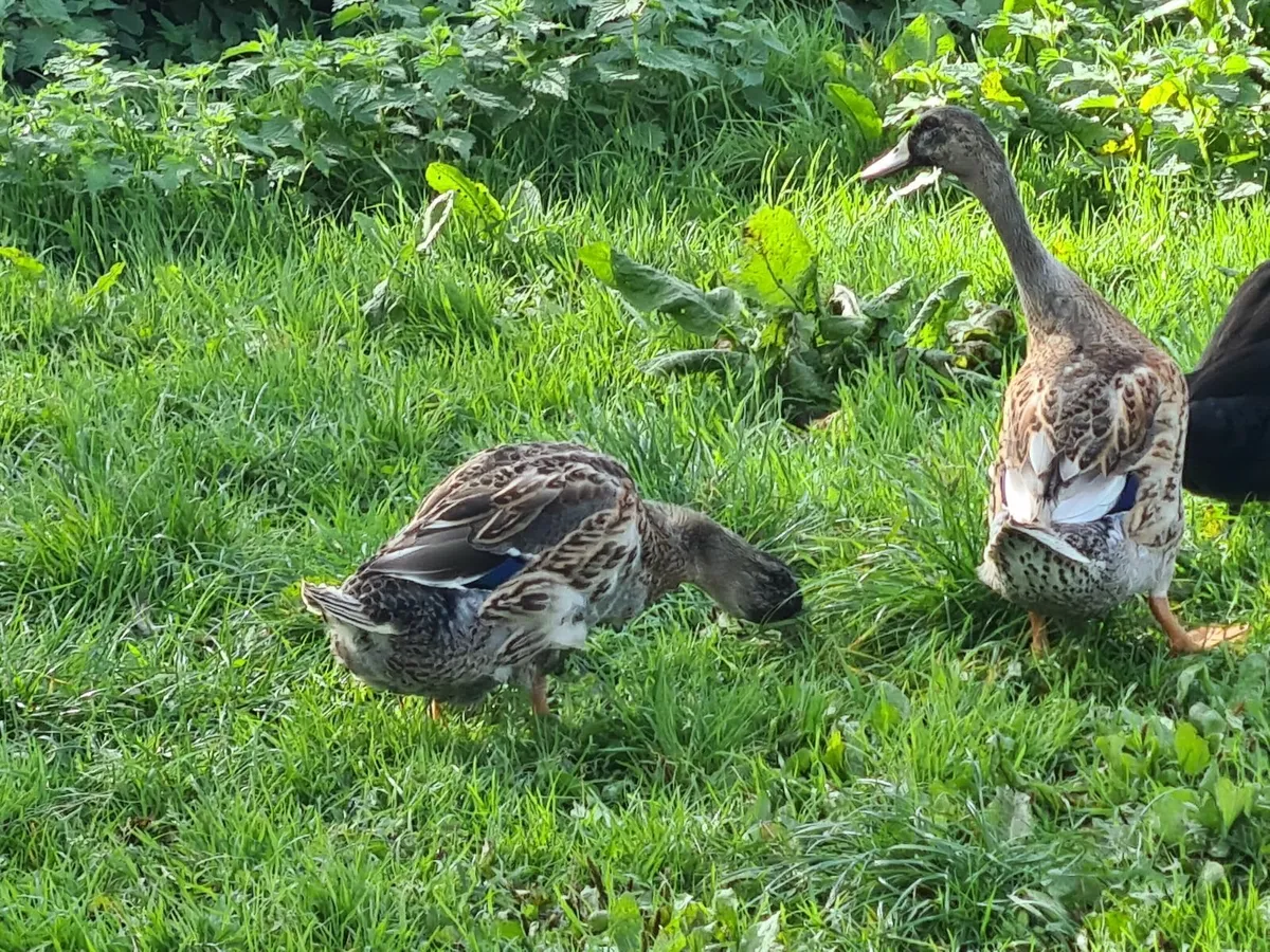 Ducks and drakes - Image 4