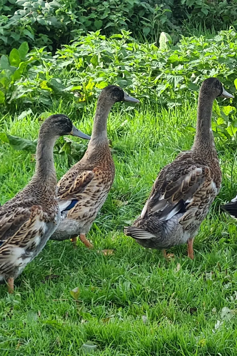 Ducks and drakes - Image 1