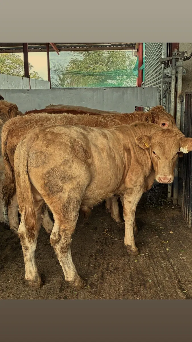 Smashing Continental bullocks - Image 1