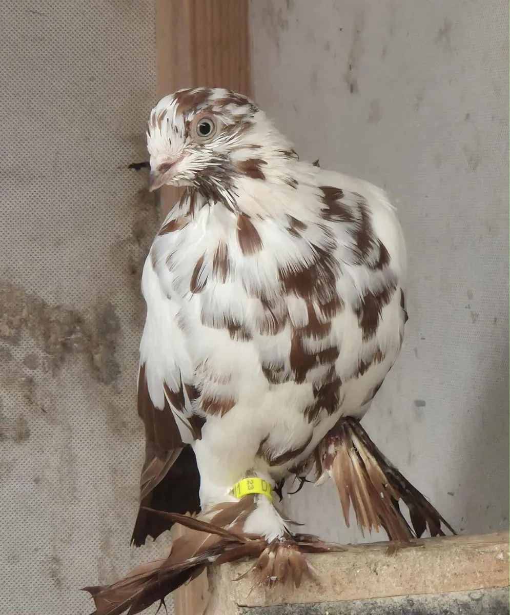 Fancy pigeons - Image 1