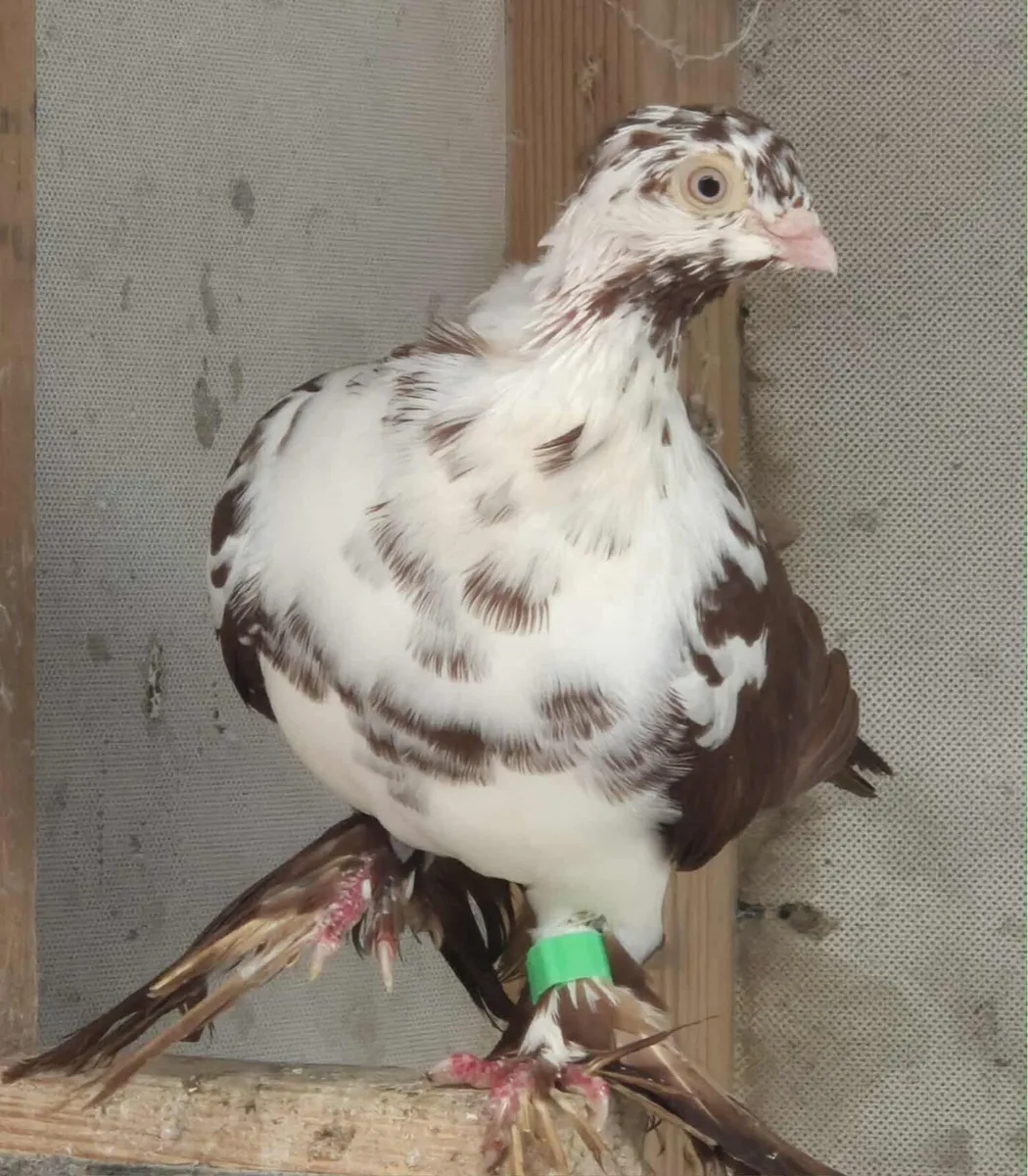 Fancy pigeons - Image 2
