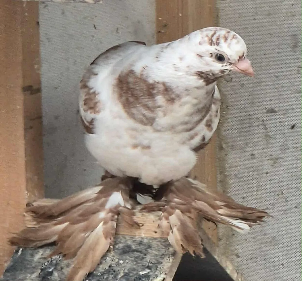 Fancy pigeons - Image 3