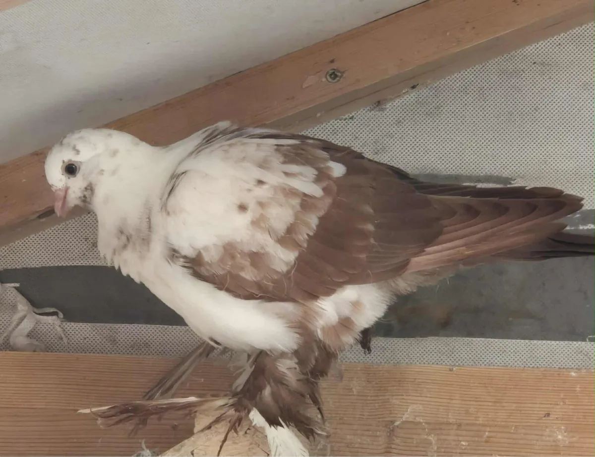 Fancy pigeons - Image 4