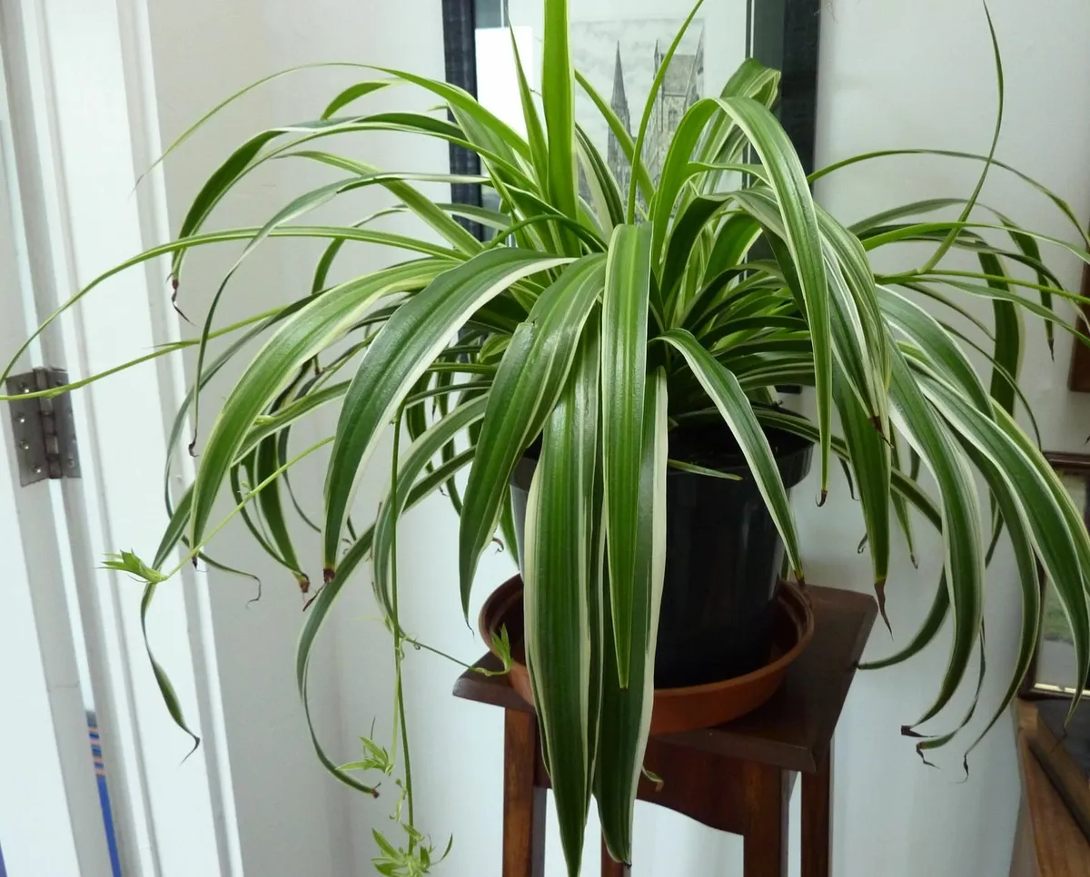 Very large spider plants - Image 1