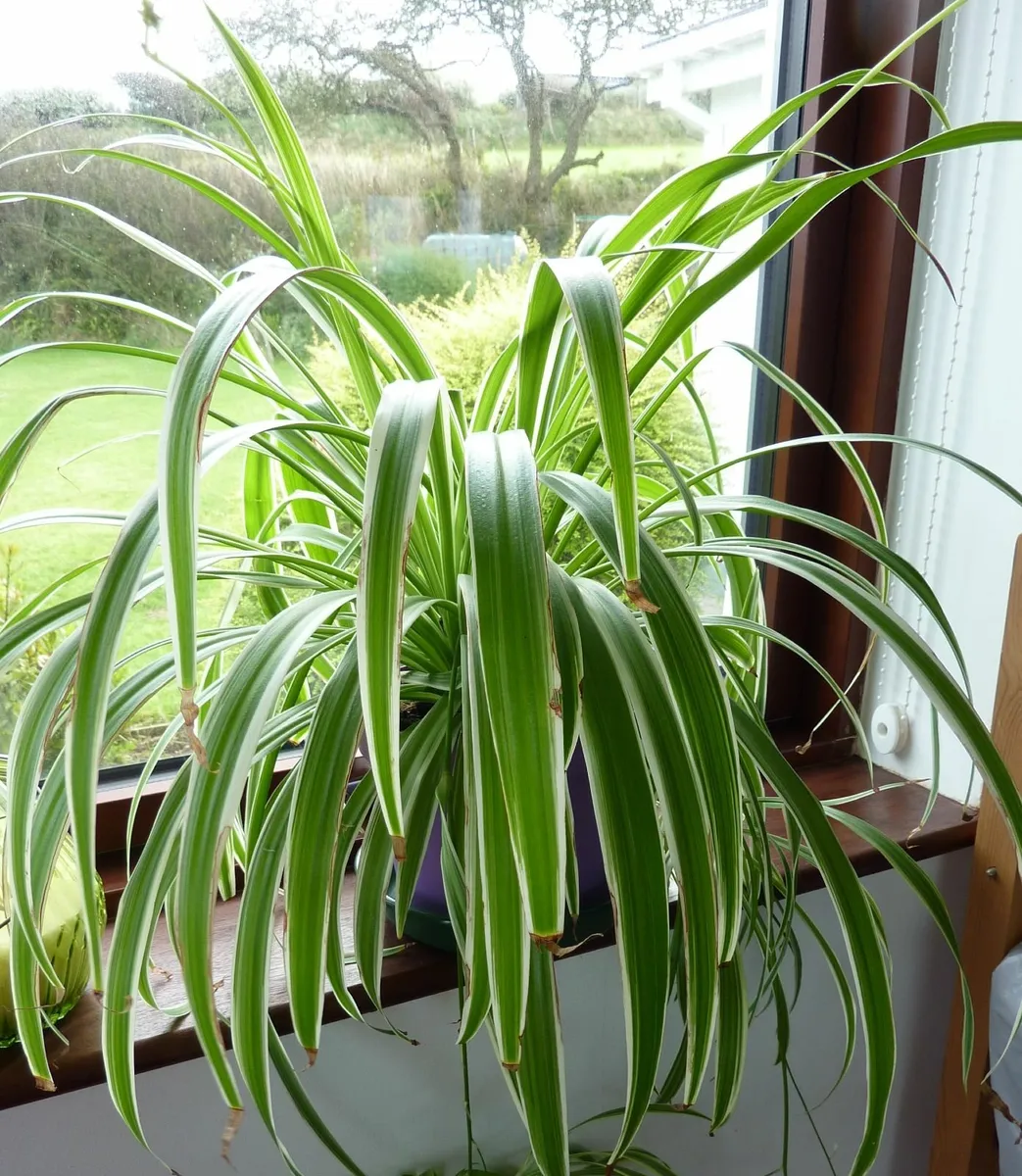 Very large spider plants - Image 2
