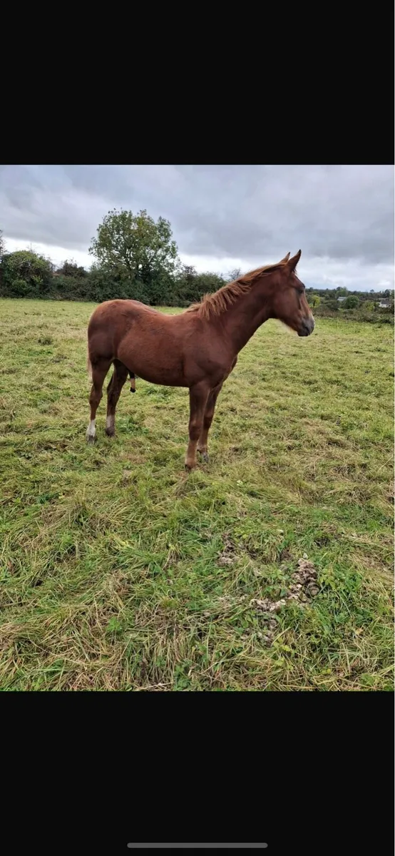 RID Colt Foal - Image 2