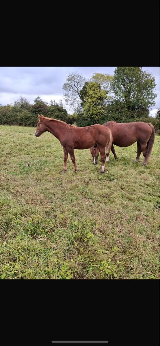 RID Colt Foal - Image 4