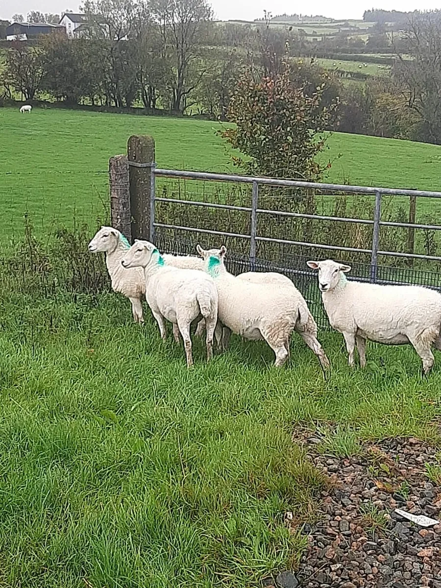 Easycare sheep - Image 1